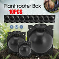 Premium Plant Rooting Ball Propagation Boxes – Large 12cm, 10 Pack