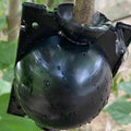 Premium Plant Rooting Ball Propagation Boxes – Large 12cm, 10 Pack
