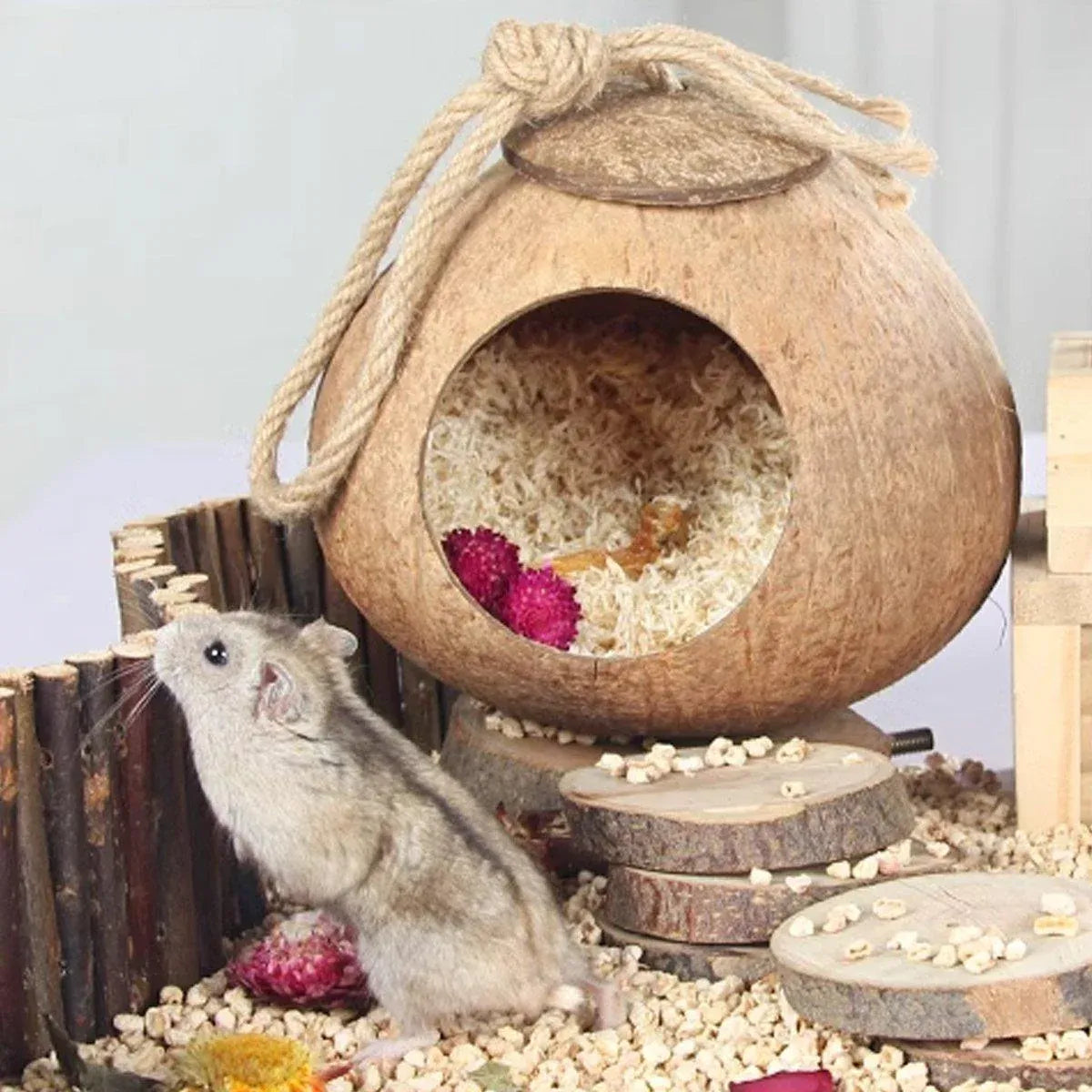 Premium Coconut Shell Bird Nest Bed with Stairs - 13.5-15cm