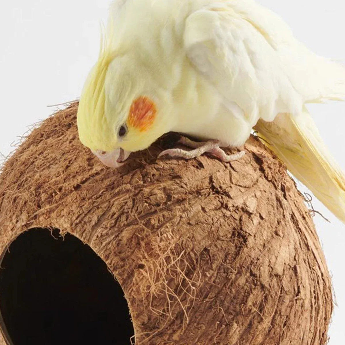 Premium Coconut Shell Bird Nest Bed with Stairs - 13.5-15cm