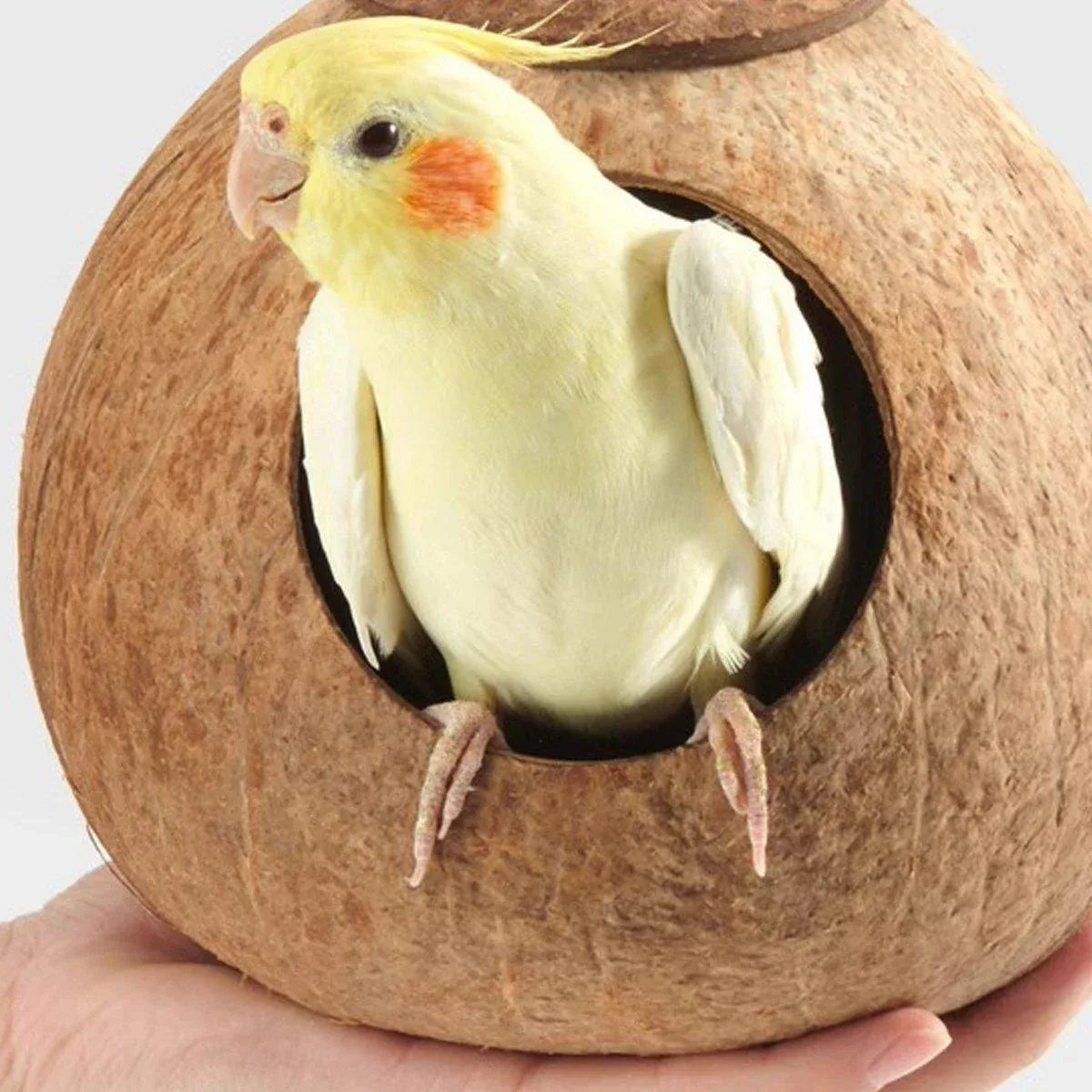 Premium Coconut Shell Bird Nest Bed with Stairs - 13.5-15cm