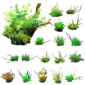 Premium CM3302 Green Aquarium Artificial Wood & Plant Ornament