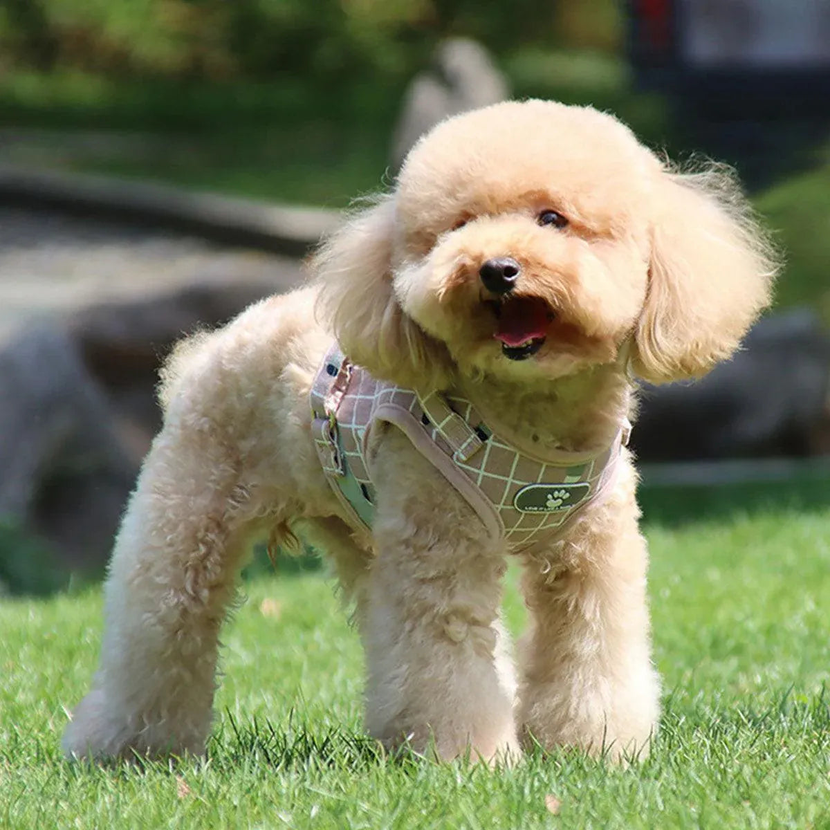 Premium Pink Mesh Pet Harness & Lead - S