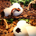 Premium Reptile Hideout Cave Tree Pattern Set - 2pcs