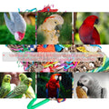 Parrot Gnawing Toy - Woven Grass Net, Colourful Chew Toy, 30cm x 21cm - SuperSaverAU - view 4