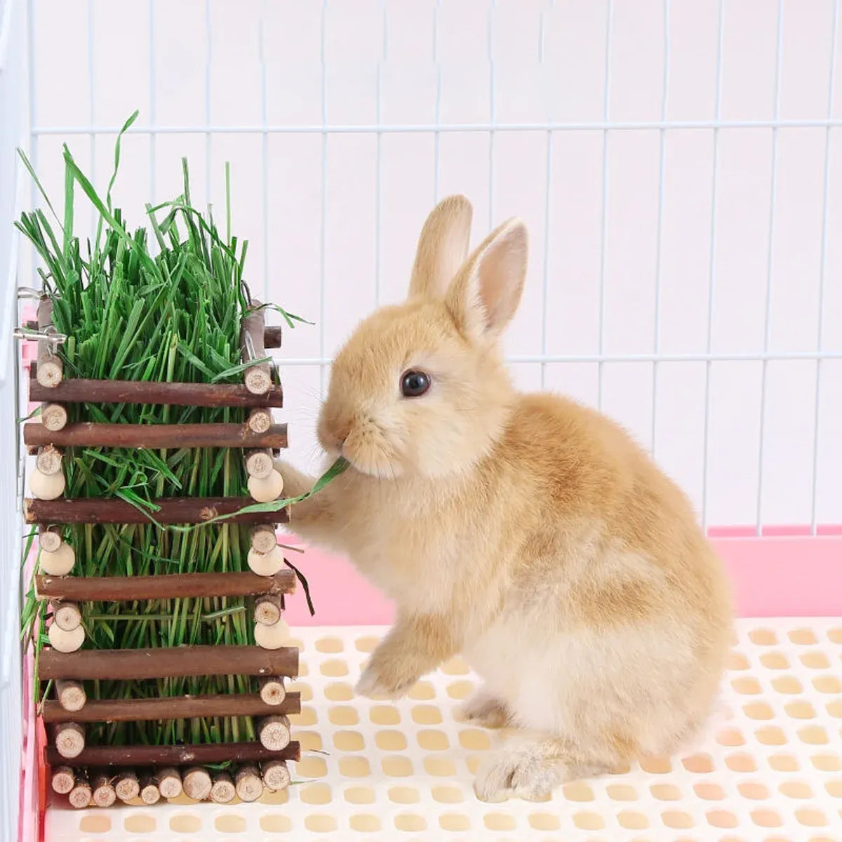 Premium Rabbit Hay Feeder Rack with Apple Wood Chew Frame