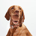 Premium Waterproof PVC Dog Collar Adjustable - Apricot M