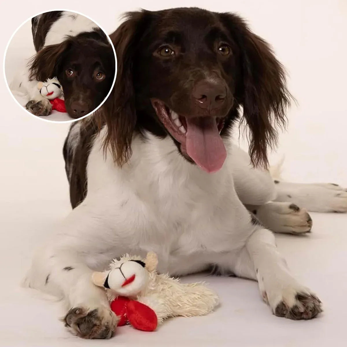 Premium Lamb Plush Squeaky Dog Toy for Small Dogs