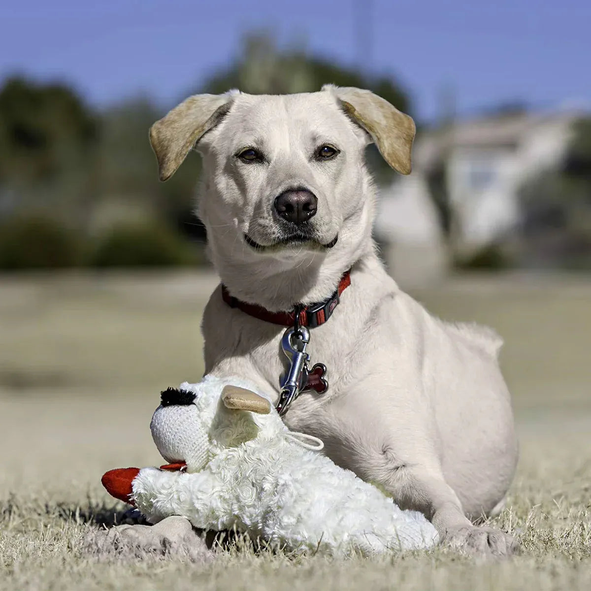 Premium Lamb Plush Squeaky Dog Toy for Small Dogs