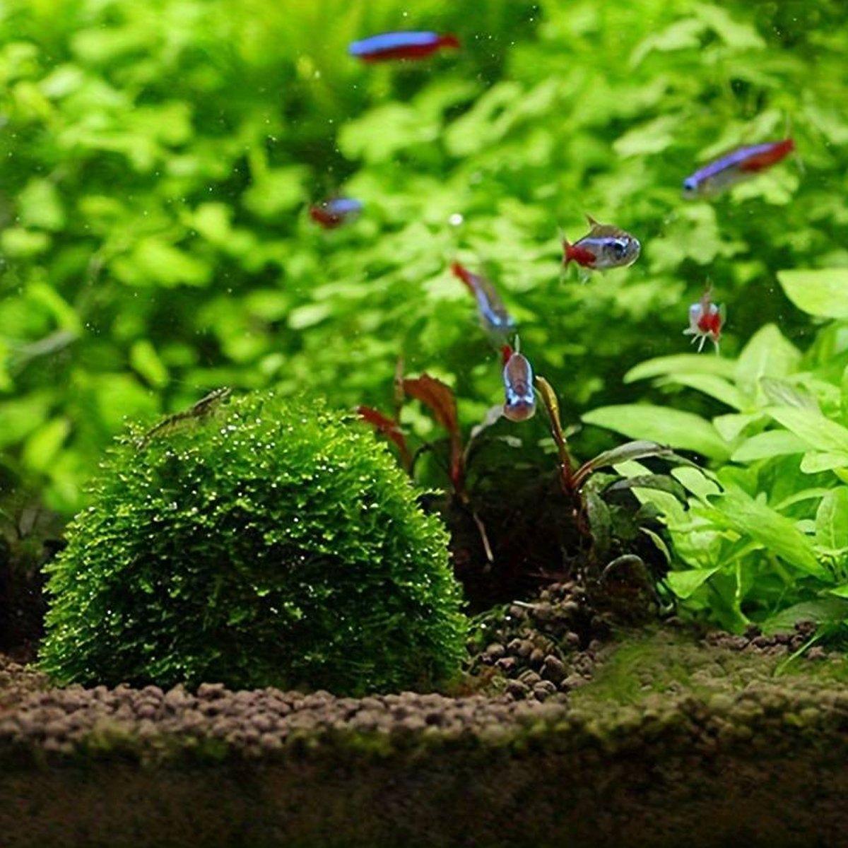 Premium Transparent Aquarium Moss Ball Holders - 3pcs