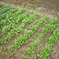 6PCS Greenhouse Plant Hoops, 1.2m Arched, Rust-Resistant Steel for Row Covers - SuperSaverAU - view 3