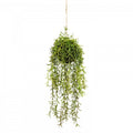 Premium Artificial Moss Ball Hanging Plant – Senecio 60cm
