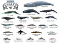 Premium Types of Whales A4 Matte Laminated Poster – 210 x 297mm