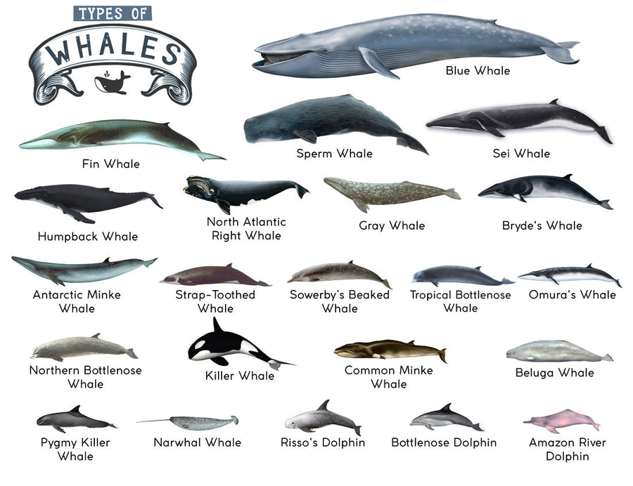 Premium Types of Whales A4 Matte Laminated Poster – 210 x 297mm
