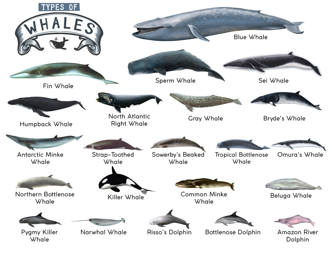 Premium Types of Whales A4 Matte Laminated Poster – 210 x 297mm