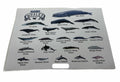 Premium Types of Whales A4 Matte Laminated Poster – 210 x 297mm