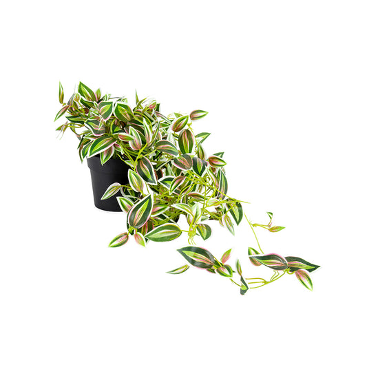 Potted Hanging Artificial Verigated Weeper 72cm