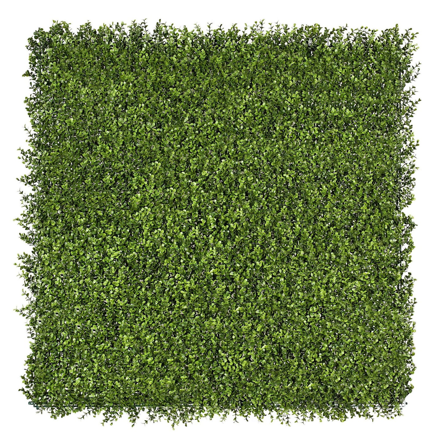 Premium Natural Buxus Hedge Panels UV Resistant 1m X 1m