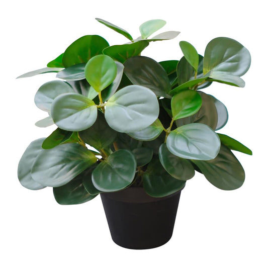Potted Artificial Peperomia 34cm