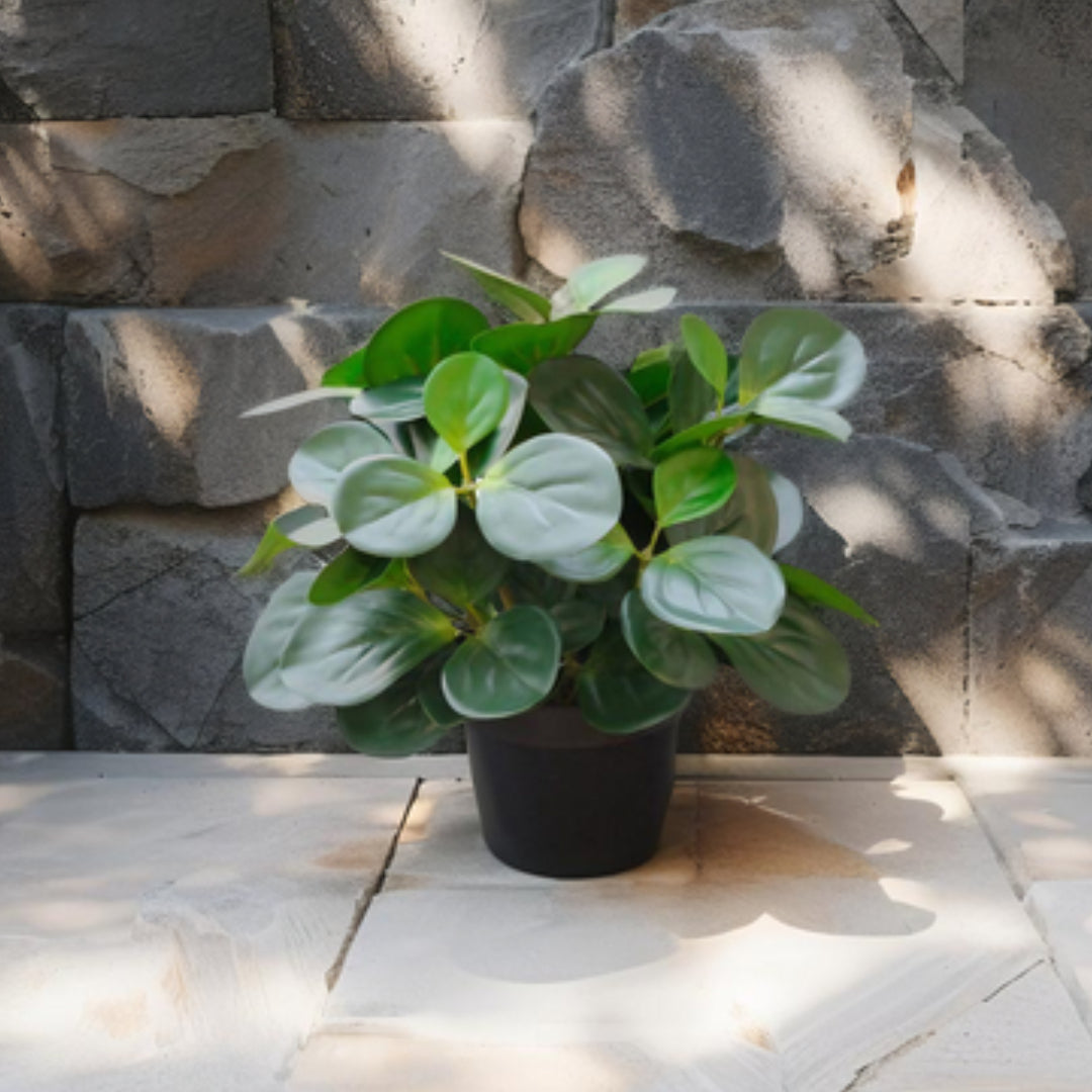 Potted Artificial Peperomia 34cm