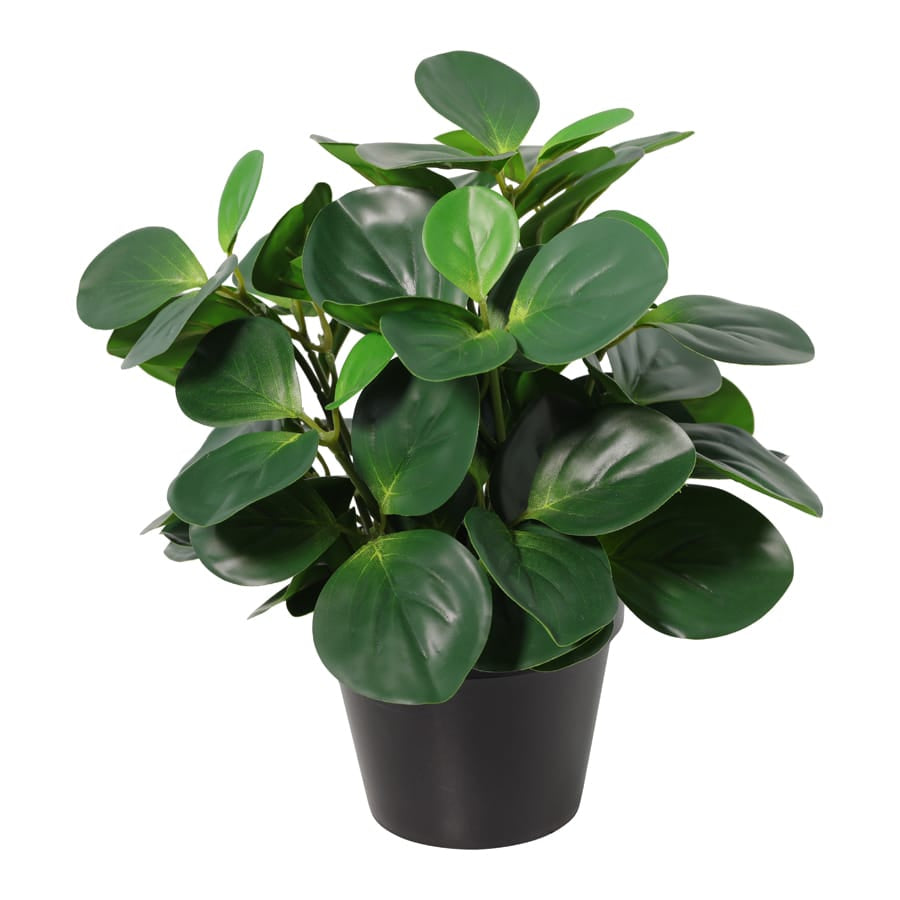 Potted Artificial Peperomia 34cm