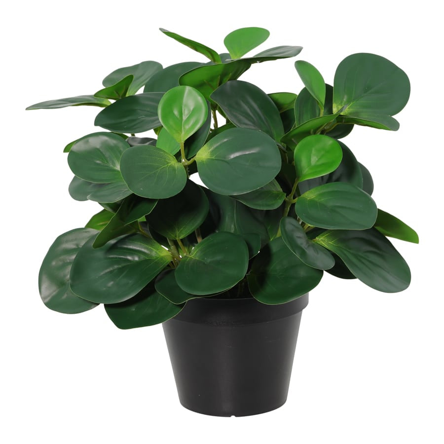 Potted Artificial Peperomia 34cm