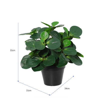 Potted Artificial Peperomia 34cm