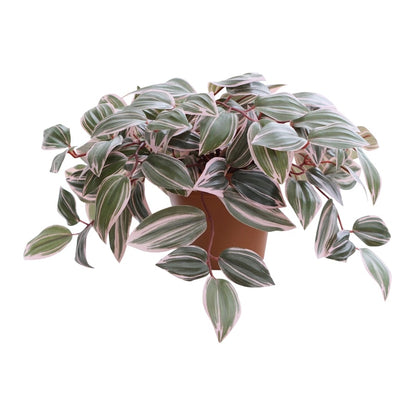 Potted Artificial Wandering Dude Plant 40cm