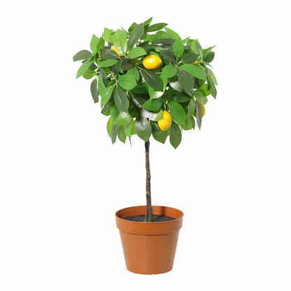 Potted Artificial Lemon Tree 43cm