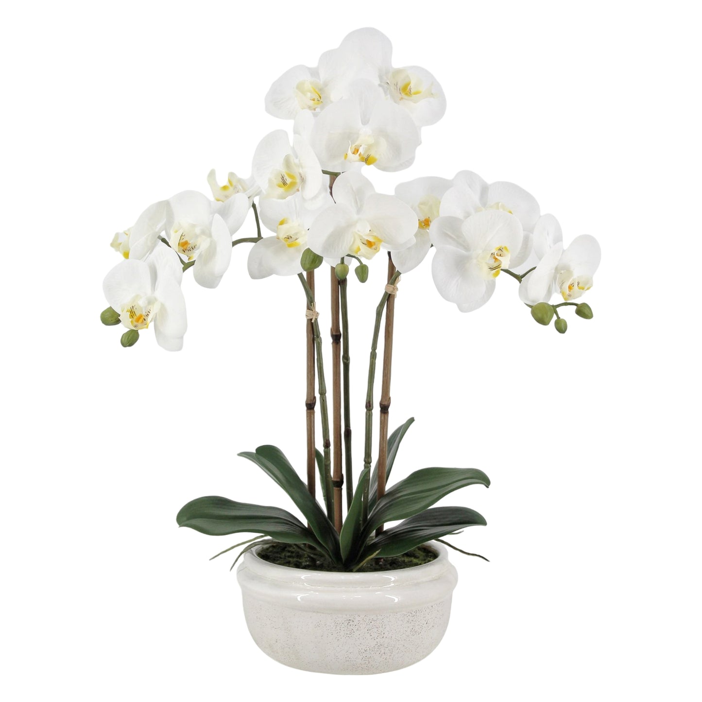 Real Touch Artificial Orchid in Ceramic Pot 57cm