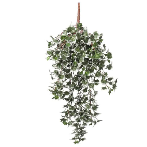 Designer Plants Mixed Green and White-Tipped Ivy Bush 80cm UV Resistant - SuperSaverAU - view 1