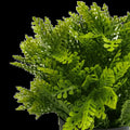 Faux Potted Artificial Fern 20cm - Indoor/Outdoor, UV Resistant, Recycled Materials - SuperSaverAU - view 3