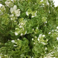 Small Potted Artificial White Jade Plant 20cm UV Resistant for Indoor/Outdoor - SuperSaverAU - view 3