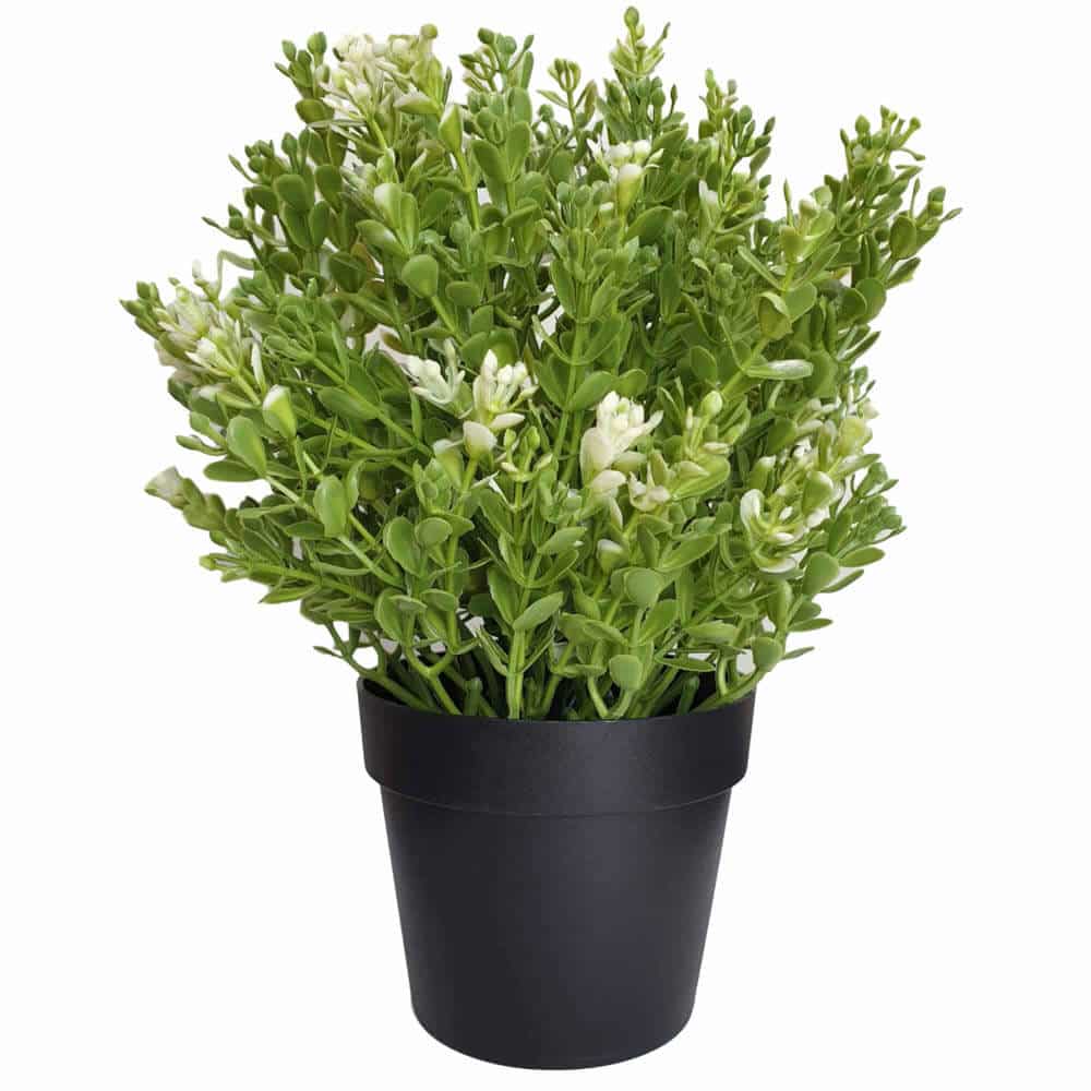 Small Potted Artificial White Jade Plant 20cm UV Resistant for Indoor/Outdoor - SuperSaverAU - view 4