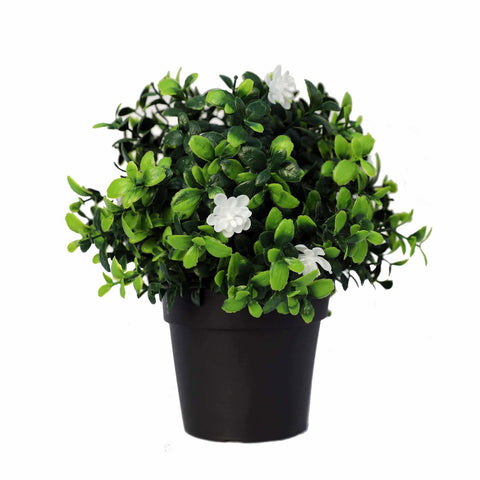 Flowering Boxwood Potted Plant 20cm - UV Resistant, Indoor/Outdoor Use - SuperSaverAU - view 1