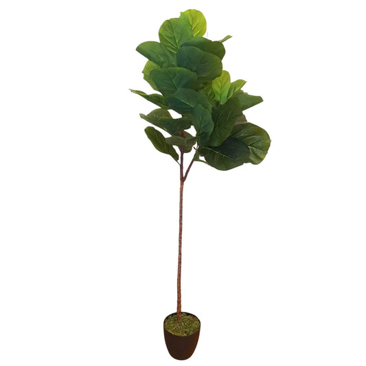 Fiddle Leaf Fig Tree 170cm - Real Touch, No Maintenance, Perfect for Home & Office