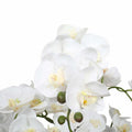 Large Flowering White Faux Potted Orchid 65cm - Lifelike, Low Maintenance, Modern Pot - SuperSaverAU - view 4