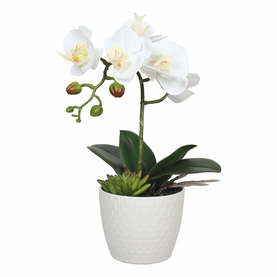 Potted Single Stem White Phalaenopsis Orchid with Decorative Pot 35cm - Low Maintenance - SuperSaverAU - view 1