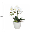 Potted Single Stem White Phalaenopsis Orchid with Decorative Pot 35cm - Low Maintenance - SuperSaverAU - view 2