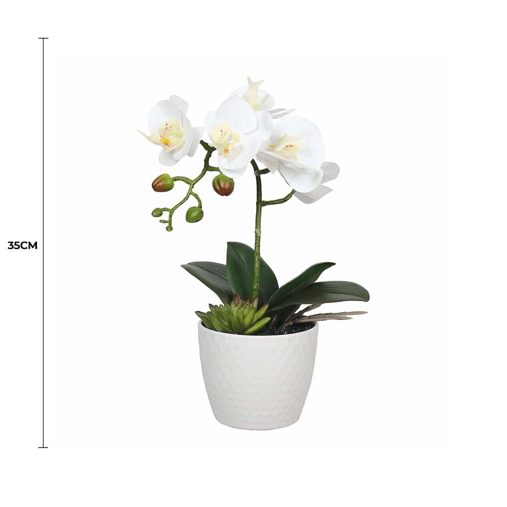 Potted Single Stem White Phalaenopsis Orchid with Decorative Pot 35cm - Low Maintenance - SuperSaverAU - view 2