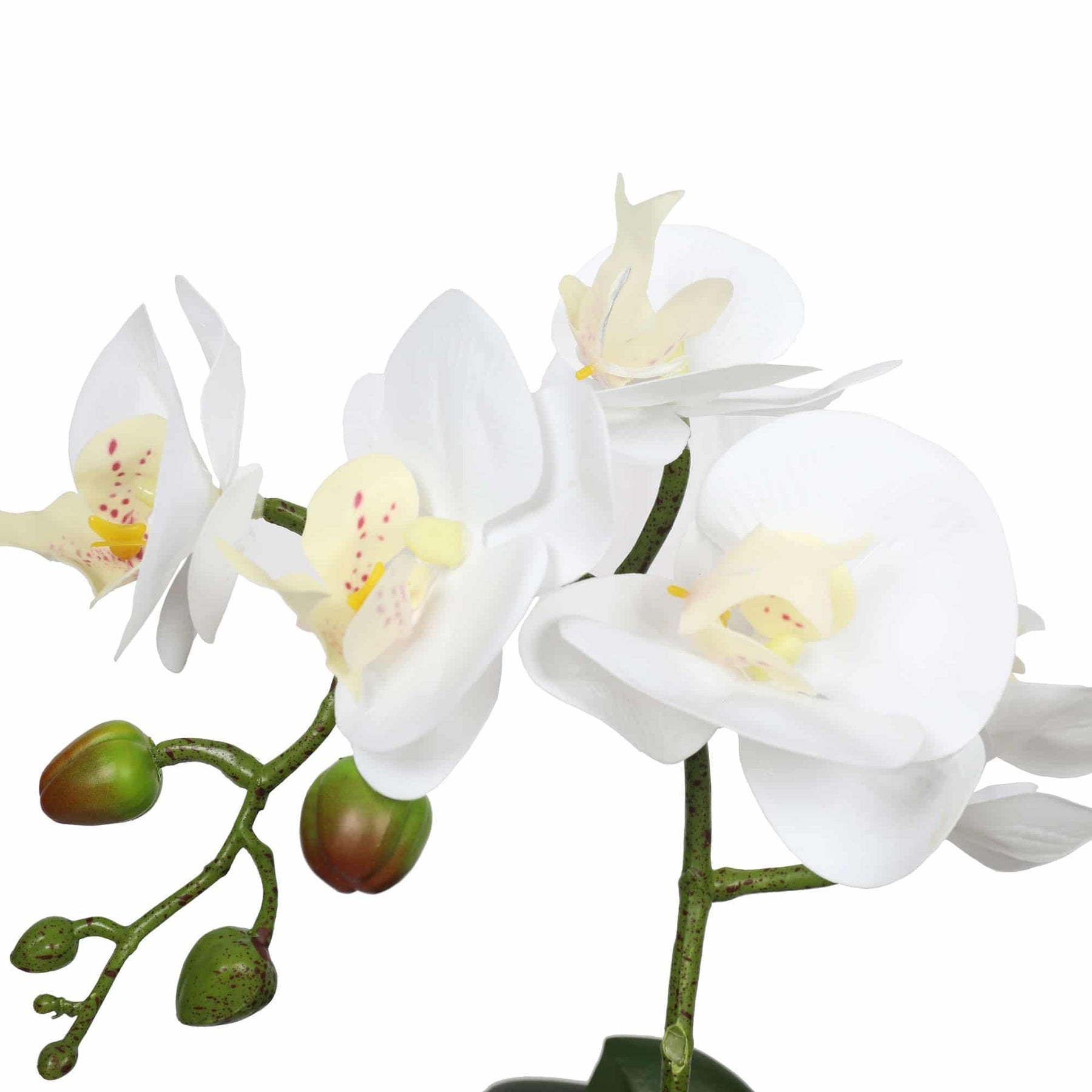 Potted Single Stem White Phalaenopsis Orchid with Decorative Pot 35cm - Low Maintenance - SuperSaverAU - view 3