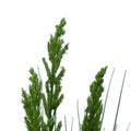 Artificial Flowering Native Grass 120cm - Lifelike, Easy Maintenance, Elegant Decor - SuperSaverAU - view 4