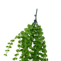 Designer Plants UV-Resistant Artificial Hanging Pearls 90cm - Realistic & Low-Maintenance - SuperSaverAU - view 4