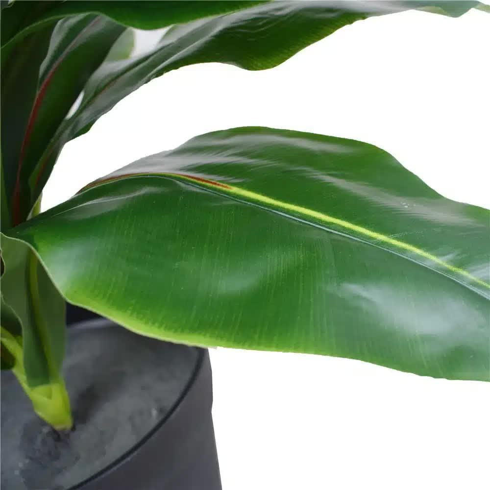 Artificial Potted Wide Leaf Birds Nest Fern 50cm - Indoor Plant, 12cm High, 16cm Wide - SuperSaverAU - view 1