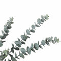 Eucalyptus Artificial Stem 75 cm - Realistic Faux Greenery for Home Decor - SuperSaverAU - view 2