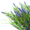 Artificial Lavender Plant - Purple, 50cm Long Stem, UV Resistant, Grassy Foliage - SuperSaverAU - view 4
