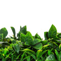 Flowering Lilac Vertical Garden Wall UV Resistant 100cm x 100cm Panel - Easy Install - SuperSaverAU - view 5