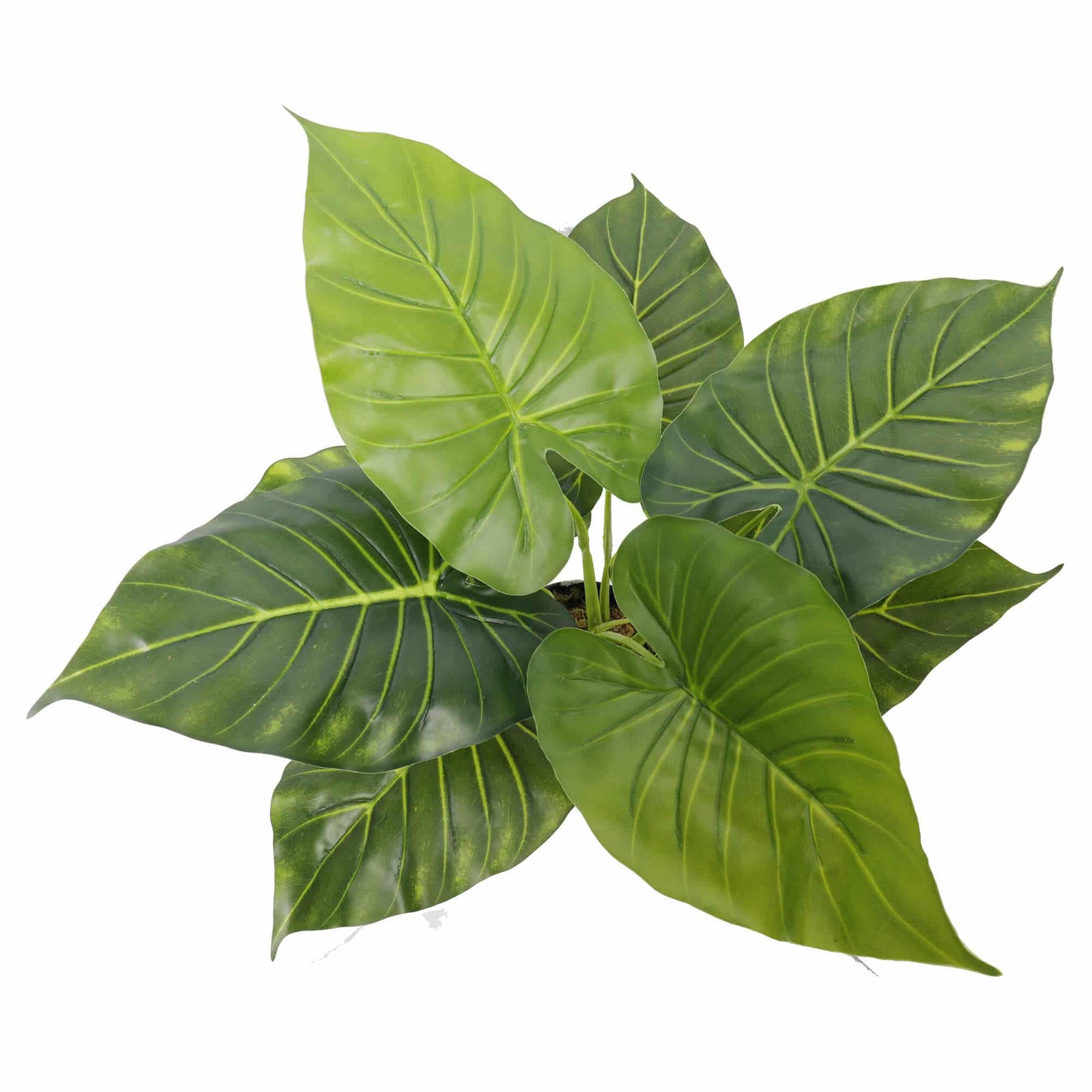 Artificial Potted Taro Plant 55cm - Indoor Elephant Ear Plant for Tambour Cabinets - SuperSaverAU - view 3