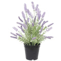 Potted Artificial Lavender Plant 40cm - Indoor/Outdoor, Elegant Decor - SuperSaverAU - view 1