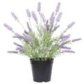 Potted Artificial Lavender Plant 40cm - Indoor/Outdoor, Elegant Decor - SuperSaverAU - view 3